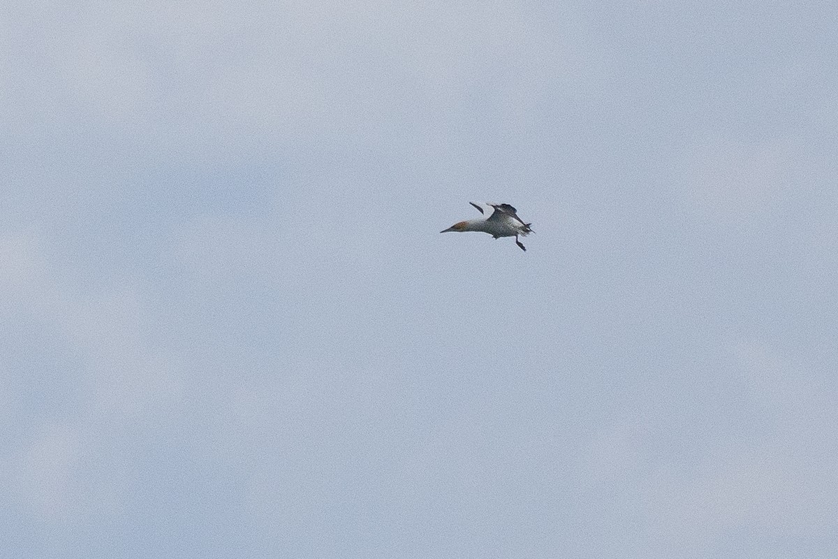 Australasian Gannet - ML646386648