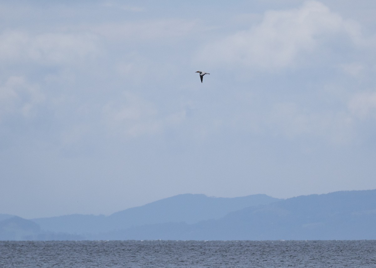 Australasian Gannet - ML646386649