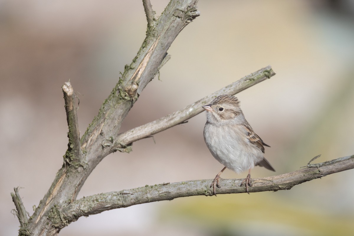 Brewer's Sparrow - ML646386650