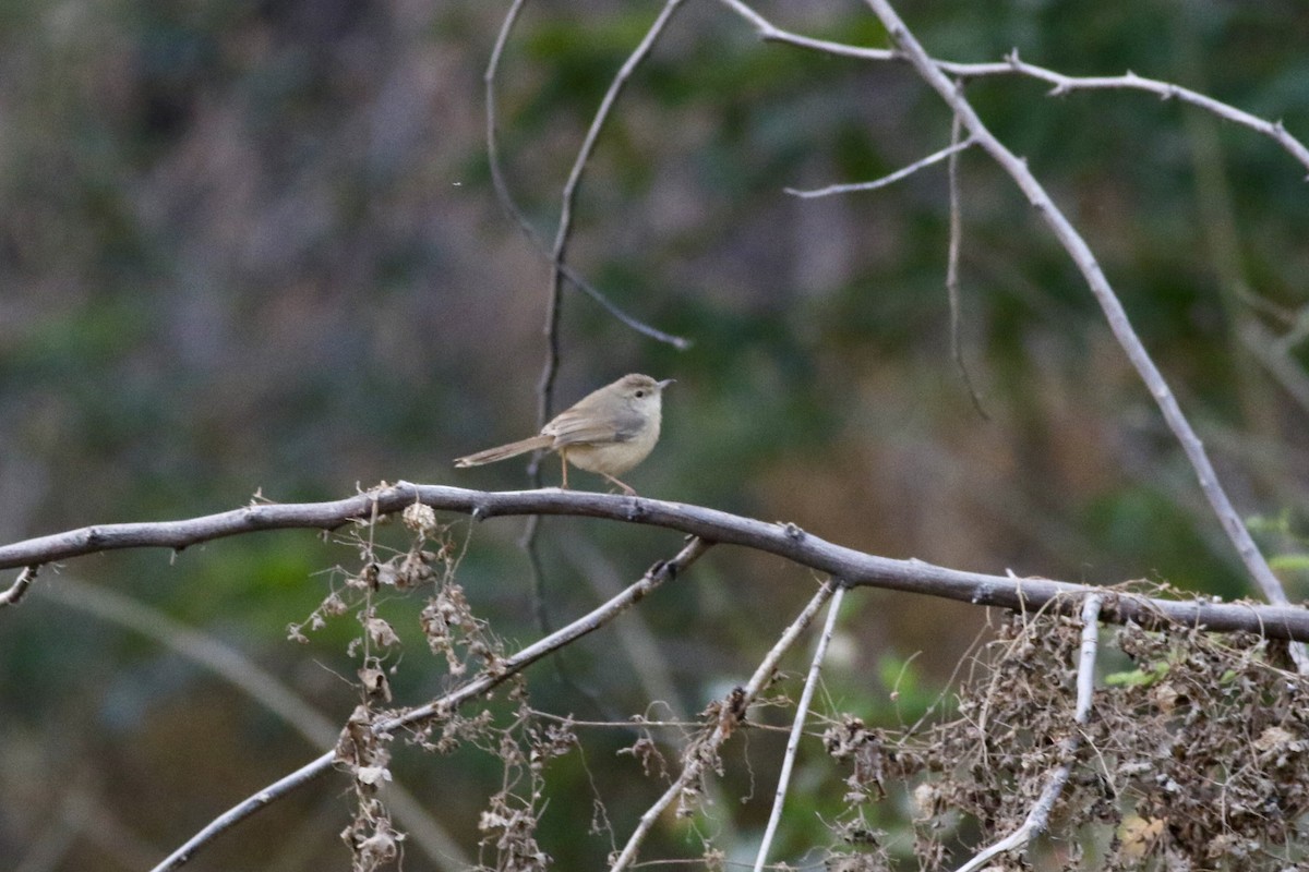 Буроголовая приния - ML646386651