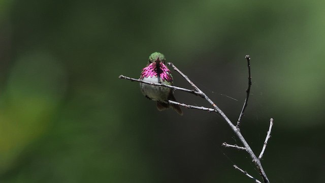 Calliope Hummingbird - ML646386652