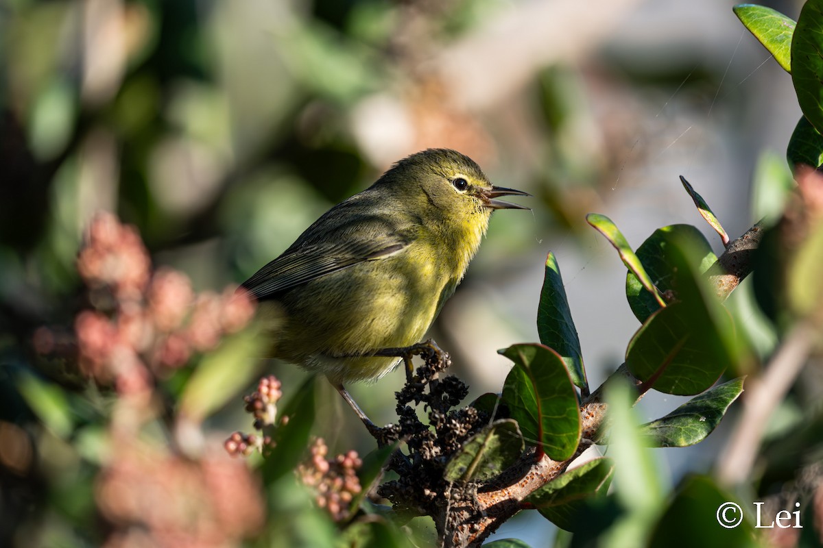 Reinita Coroninaranja - ML646386653