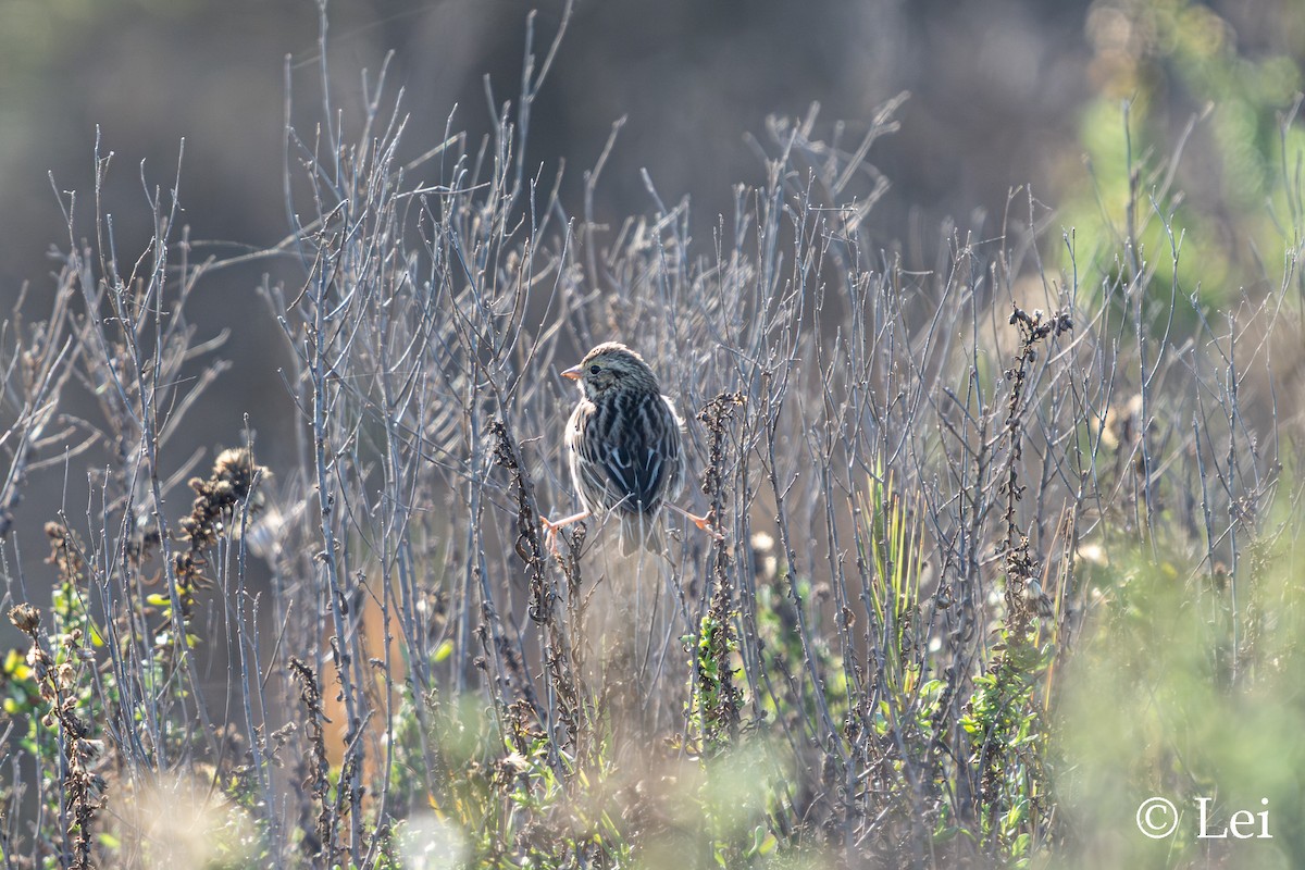 Chingolo Sabanero - ML646386654