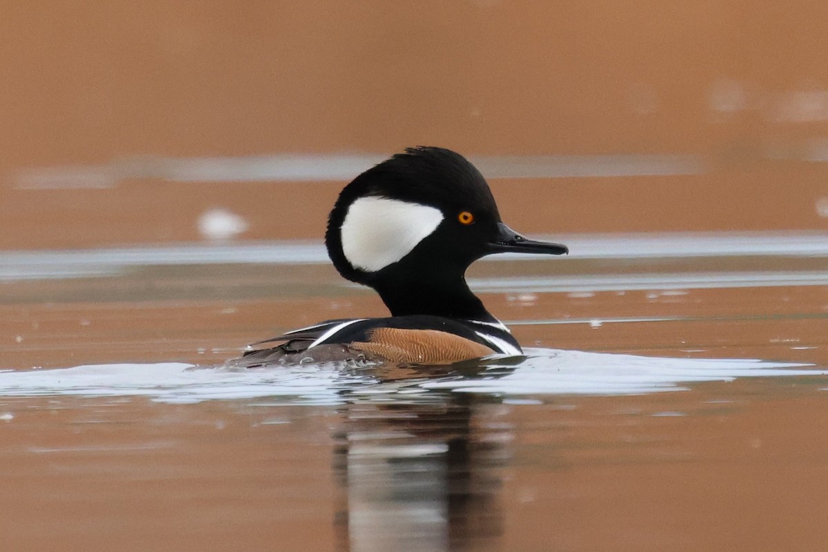 Harle couronné - ML646386655