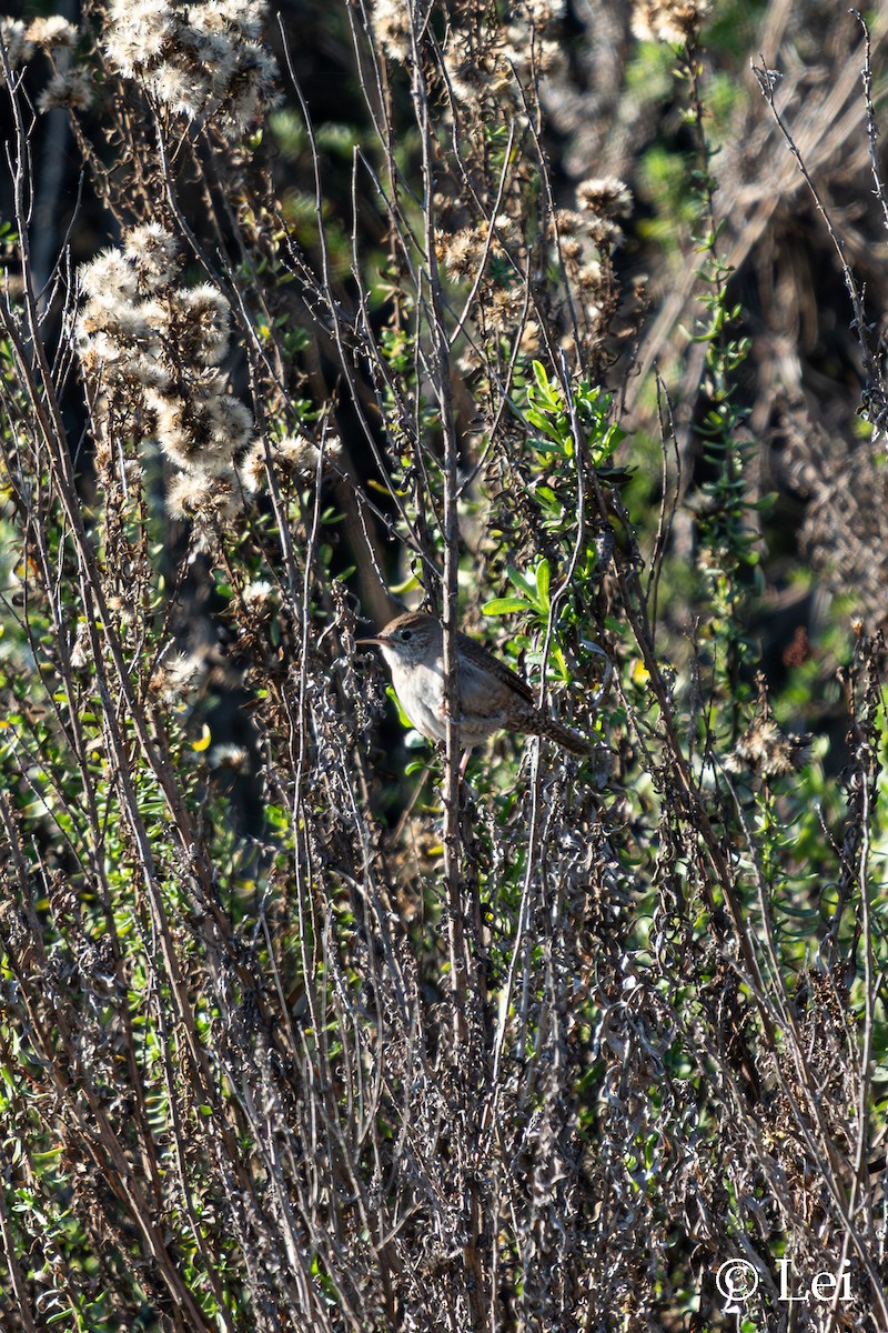 Northern House Wren - ML646386662