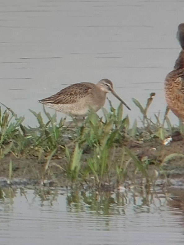 Long-billed Dowitcher - ML646386666