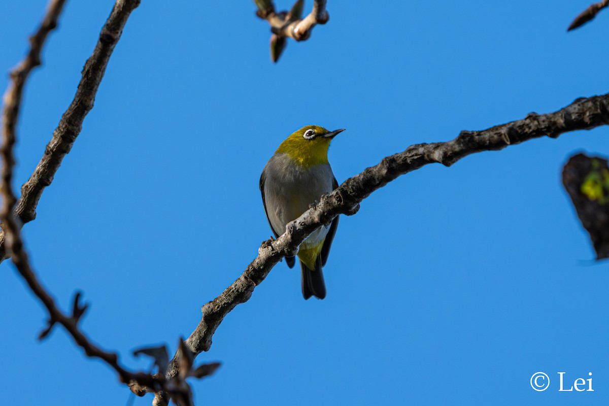 Anteojitos de Swinhoe - ML646386667