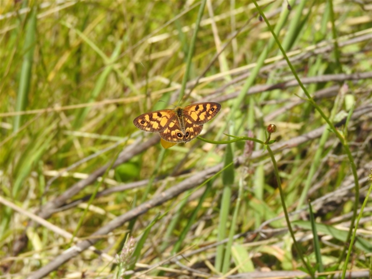 Bright-eyed Brown - ML646386668
