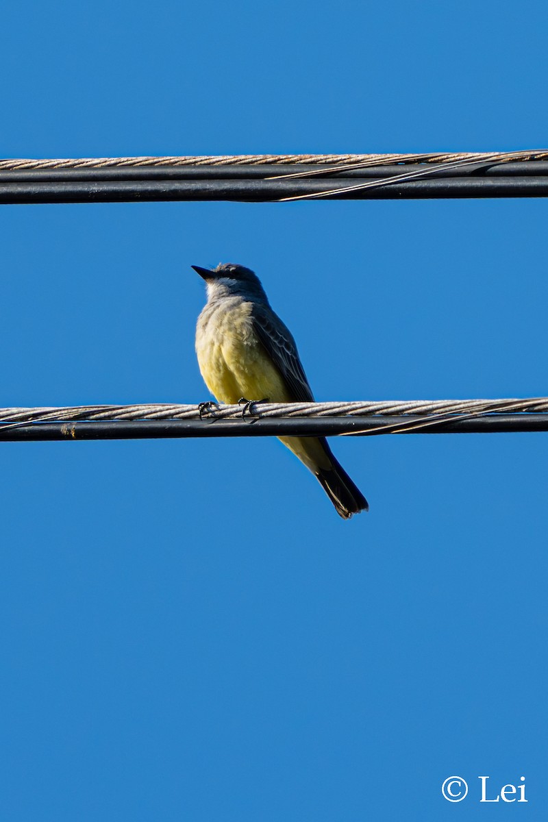 Tirano Gritón - ML646386672