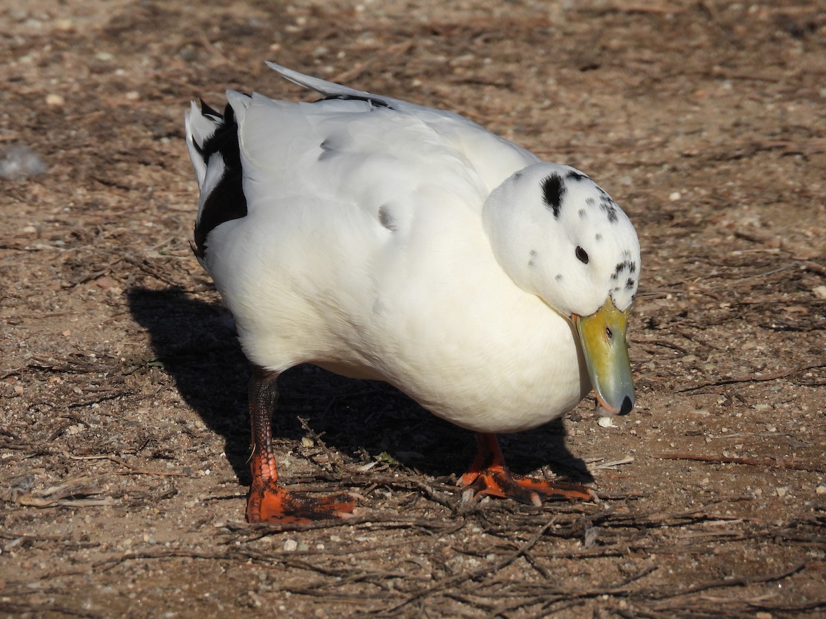Mallard (Domestic type) - ML646386674