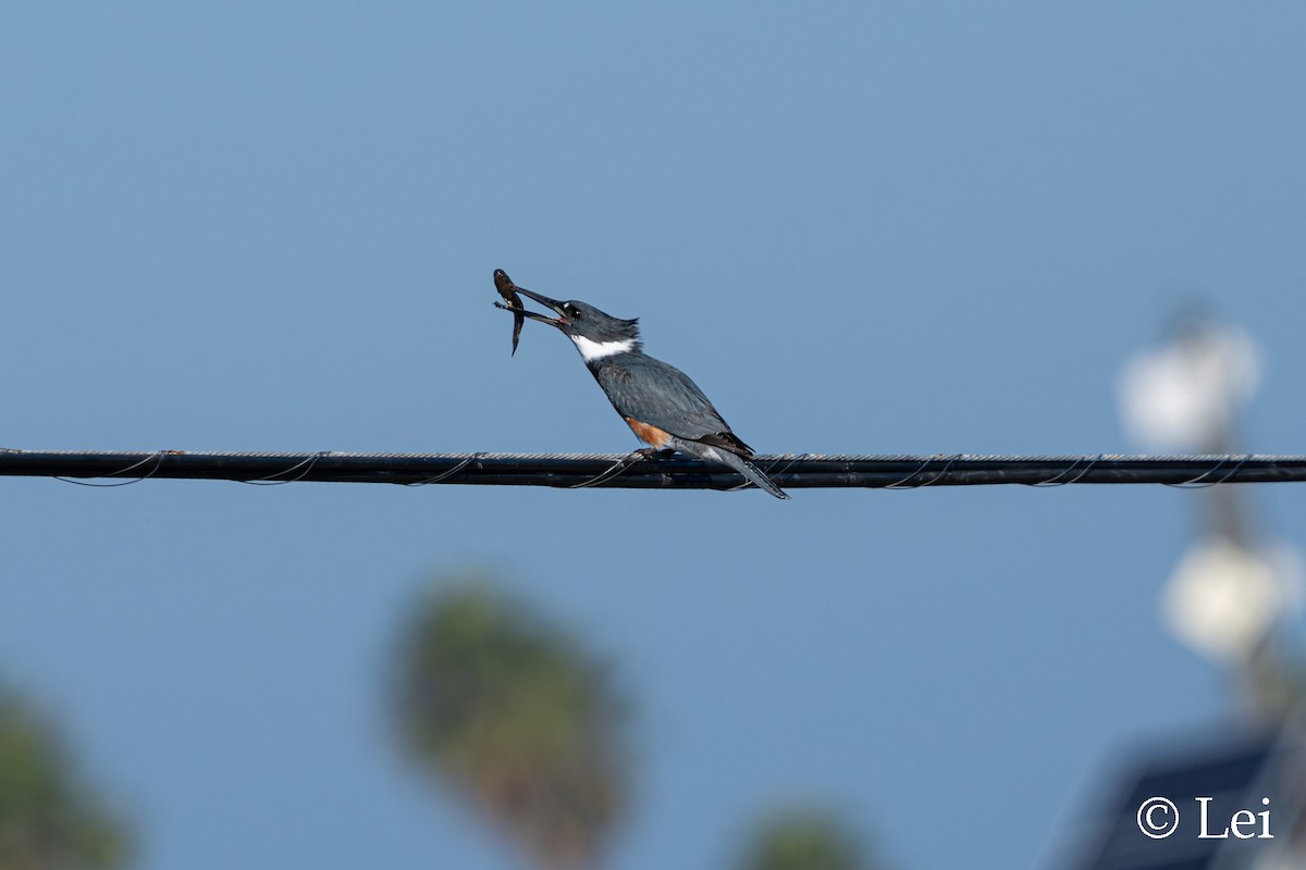 Martín Gigante Norteamericano - ML646386675