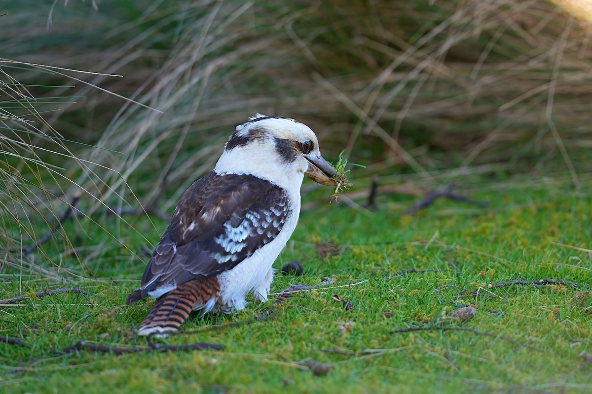 Laughing Kookaburra - ML646386683