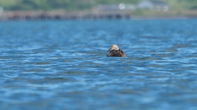 King Eider - ML646386684