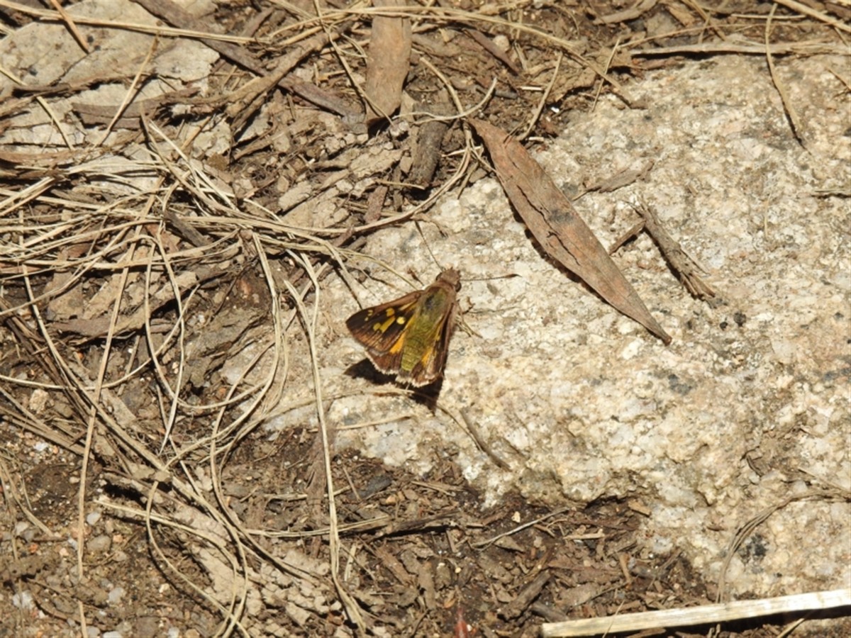 Montane Ochre - ML646386685