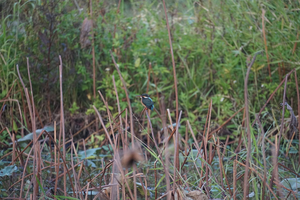Common Kingfisher - ML646386686