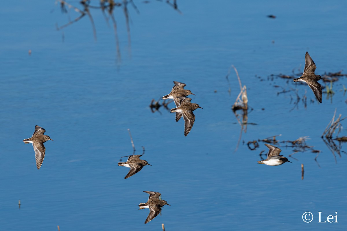 Correlimos Menudillo - ML646386687