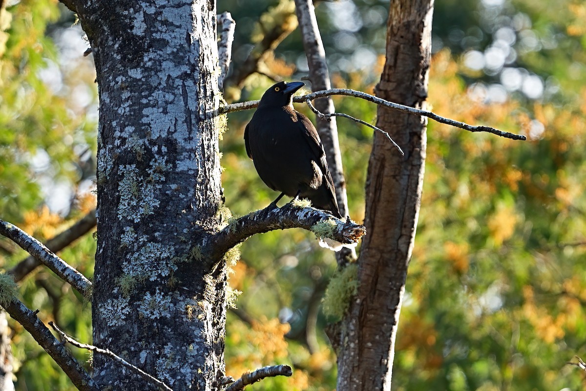 Black Currawong - ML646386688