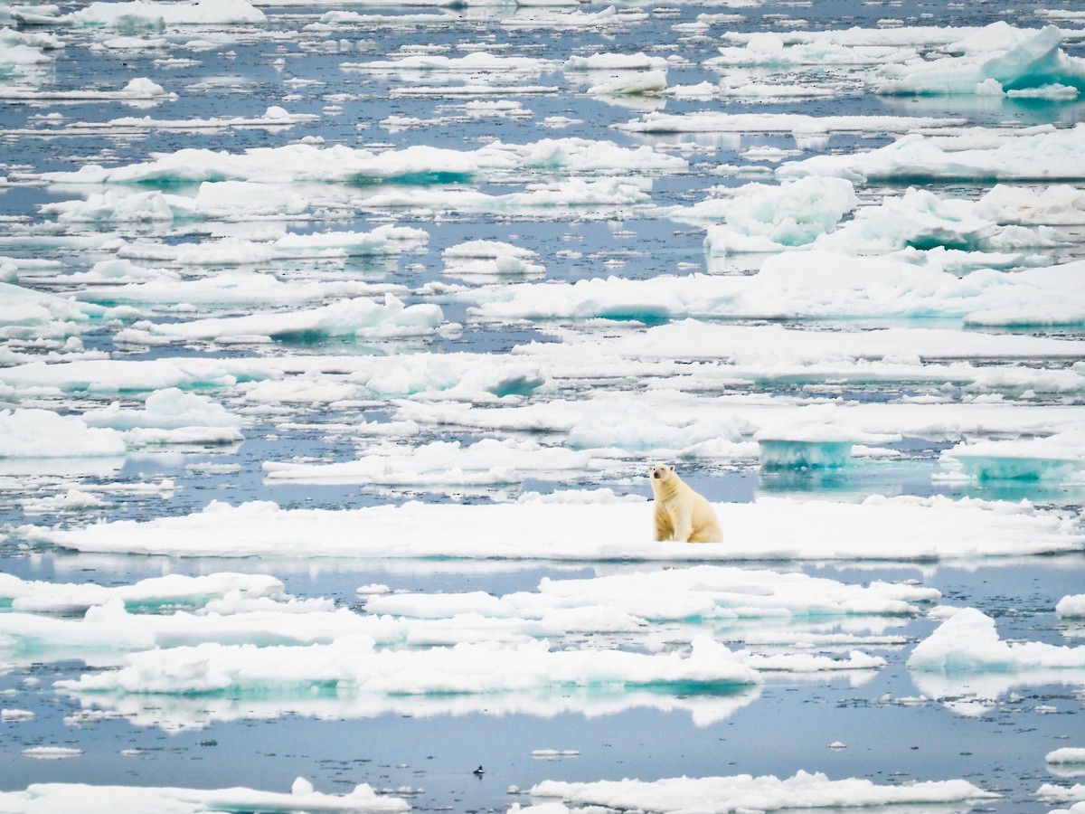 Black Guillemot - ML646386689