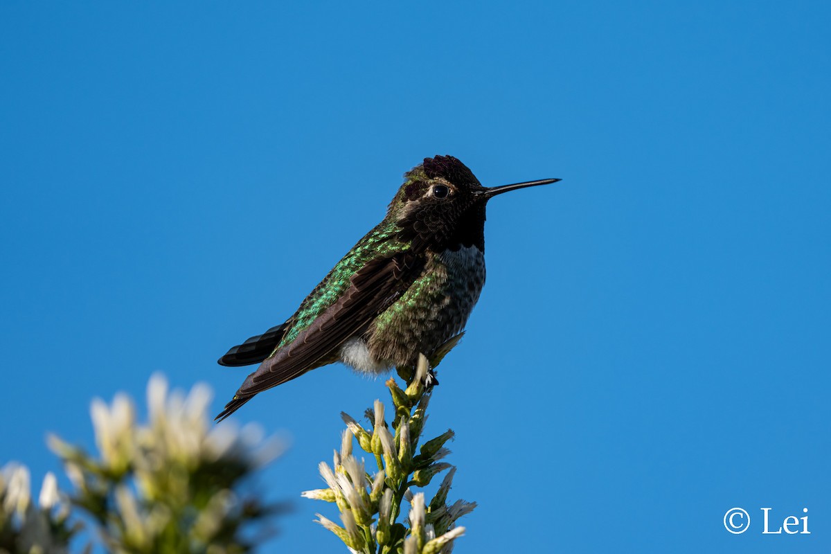 Colibrí de Anna - ML646386690