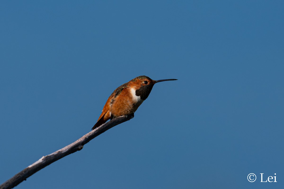 Colibrí de Allen - ML646386692