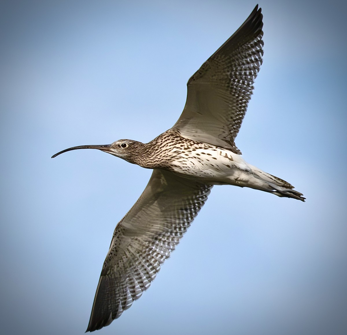 Eurasian Curlew - ML646386696