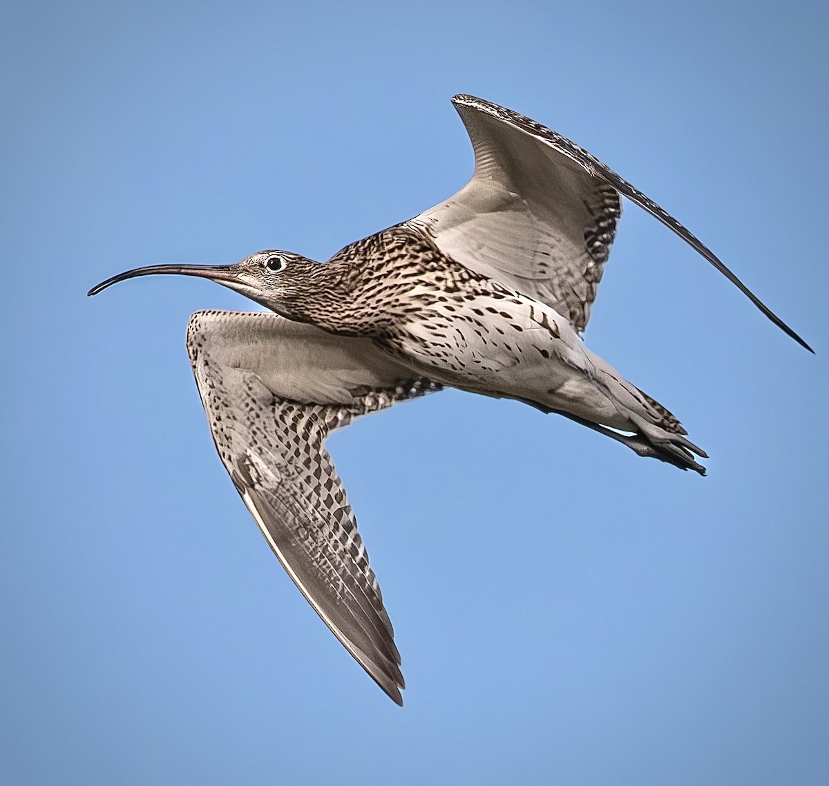 Eurasian Curlew - ML646386697