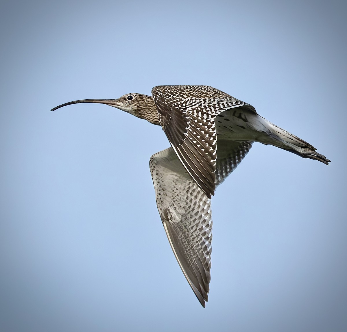 Eurasian Curlew - ML646386698
