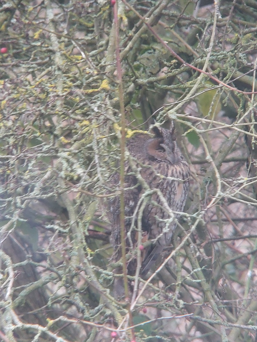 Long-eared Owl - ML646386699