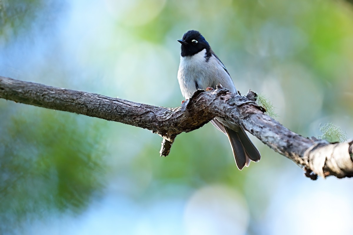 Black-headed Honeyeater - ML646386700