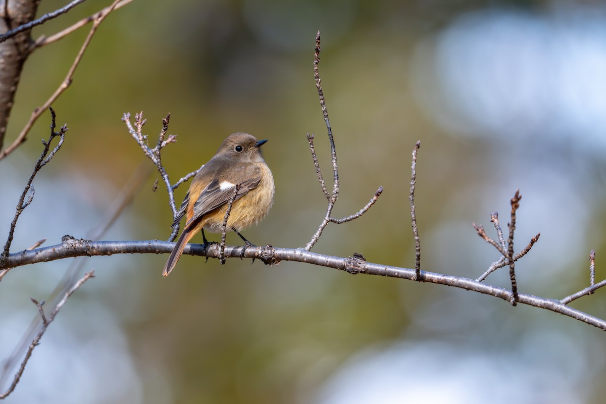 aurorarødstjert - ML646386702