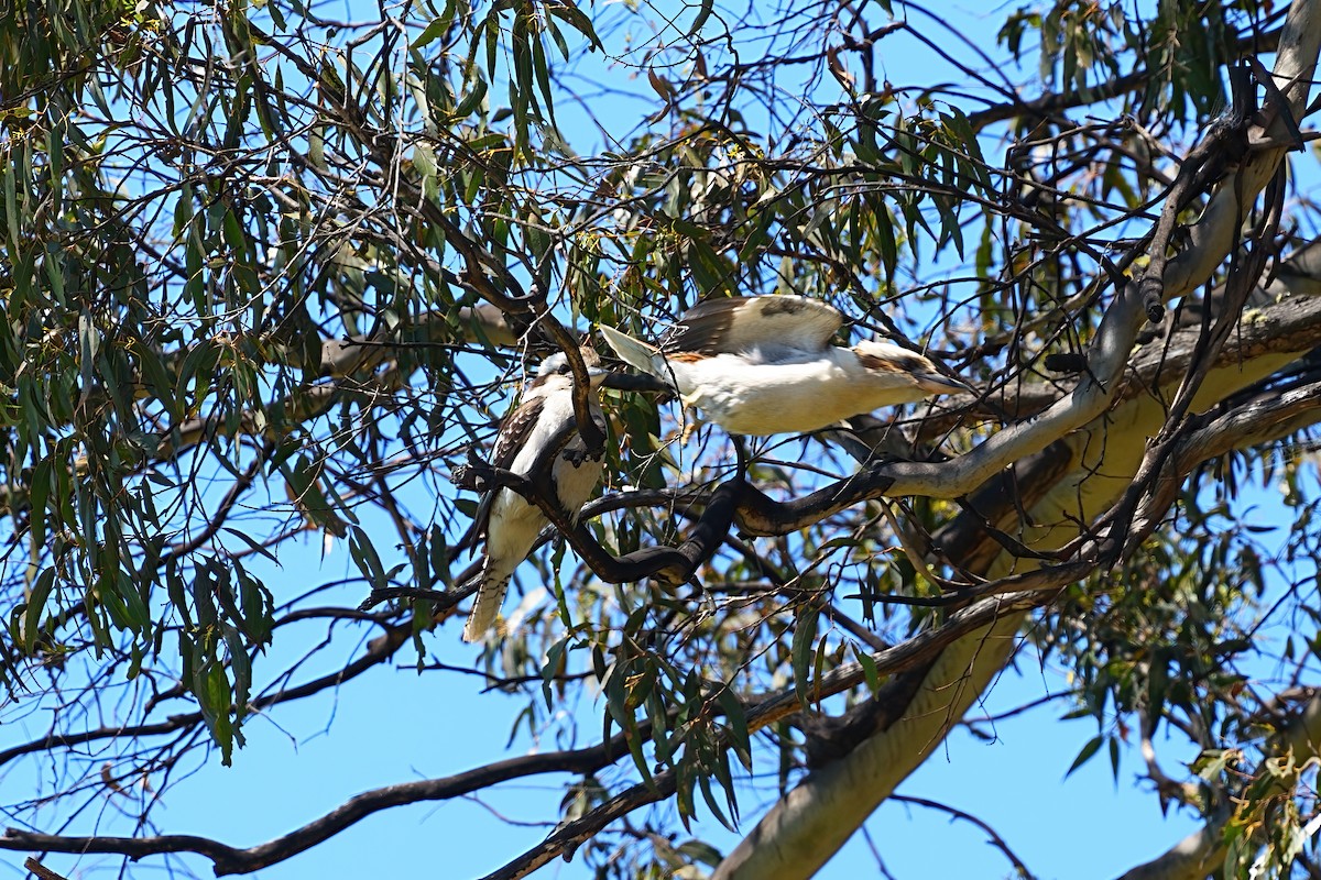 Laughing Kookaburra - ML646386703