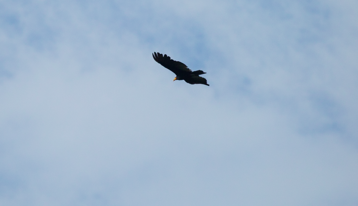 Greater Yellow-headed Vulture - ML646386705