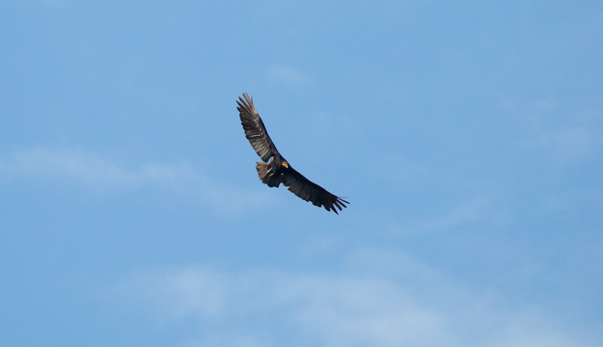 Greater Yellow-headed Vulture - ML646386706