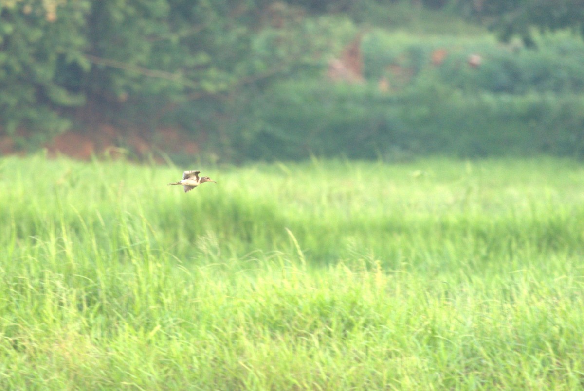 Greater Painted-Snipe - ML646386707