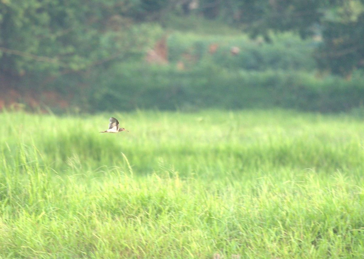Greater Painted-Snipe - ML646386708