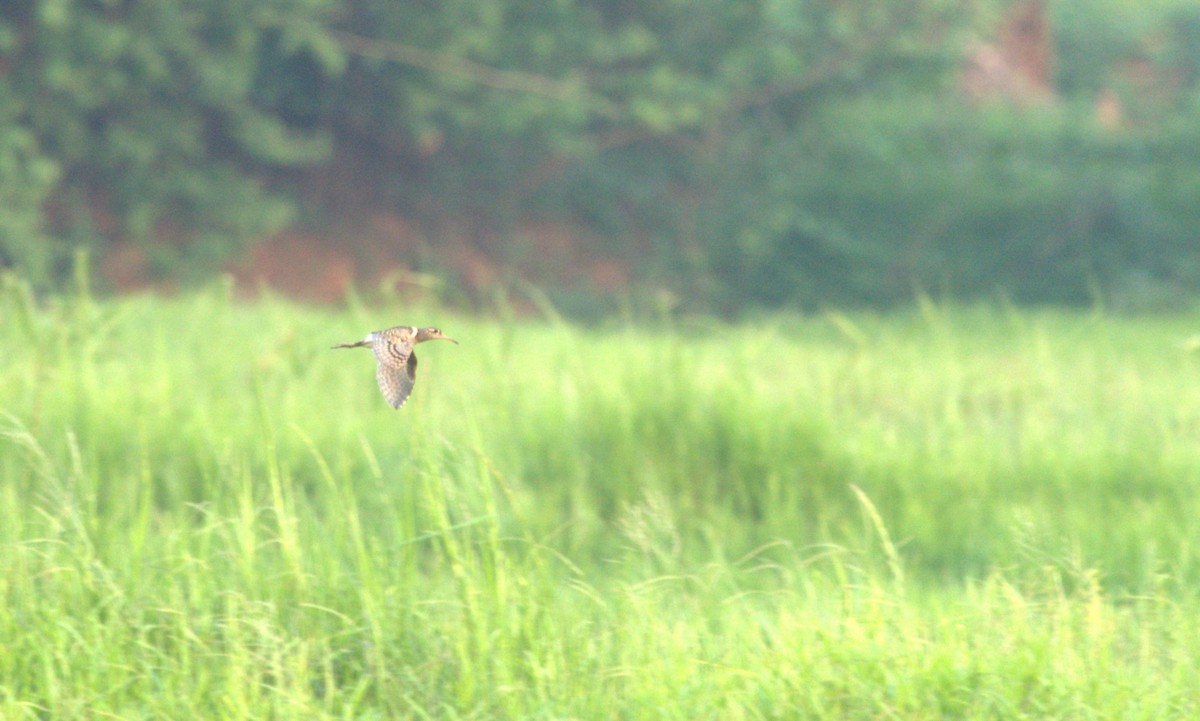 Greater Painted-Snipe - ML646386709