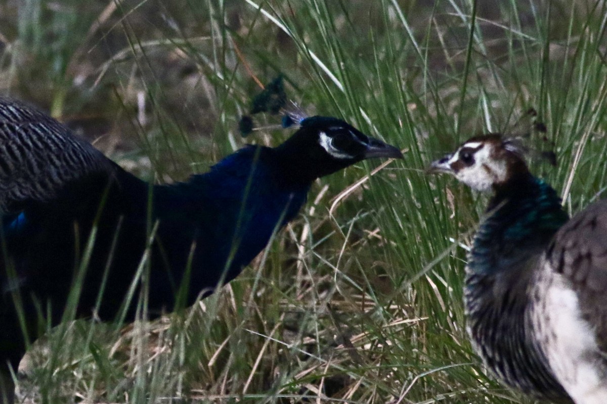 Индийский павлин - ML646386710