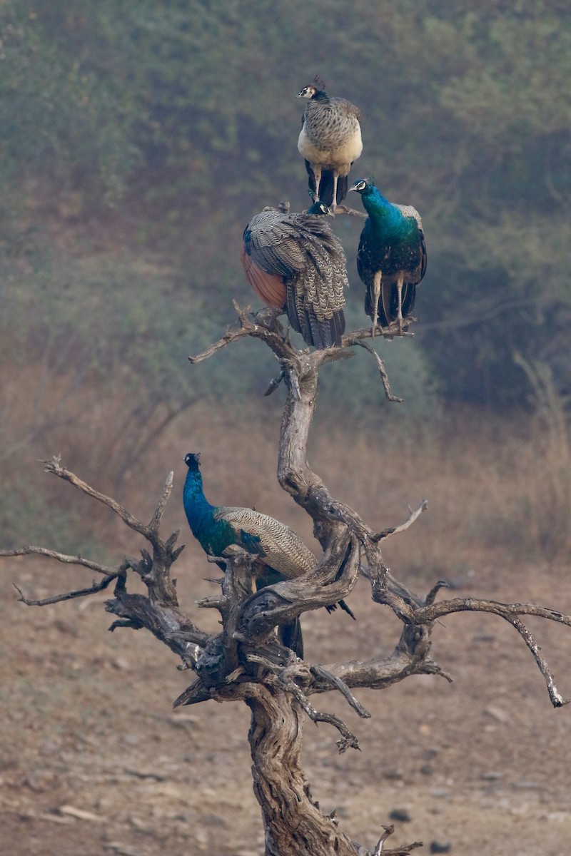 Индийский павлин - ML646386711