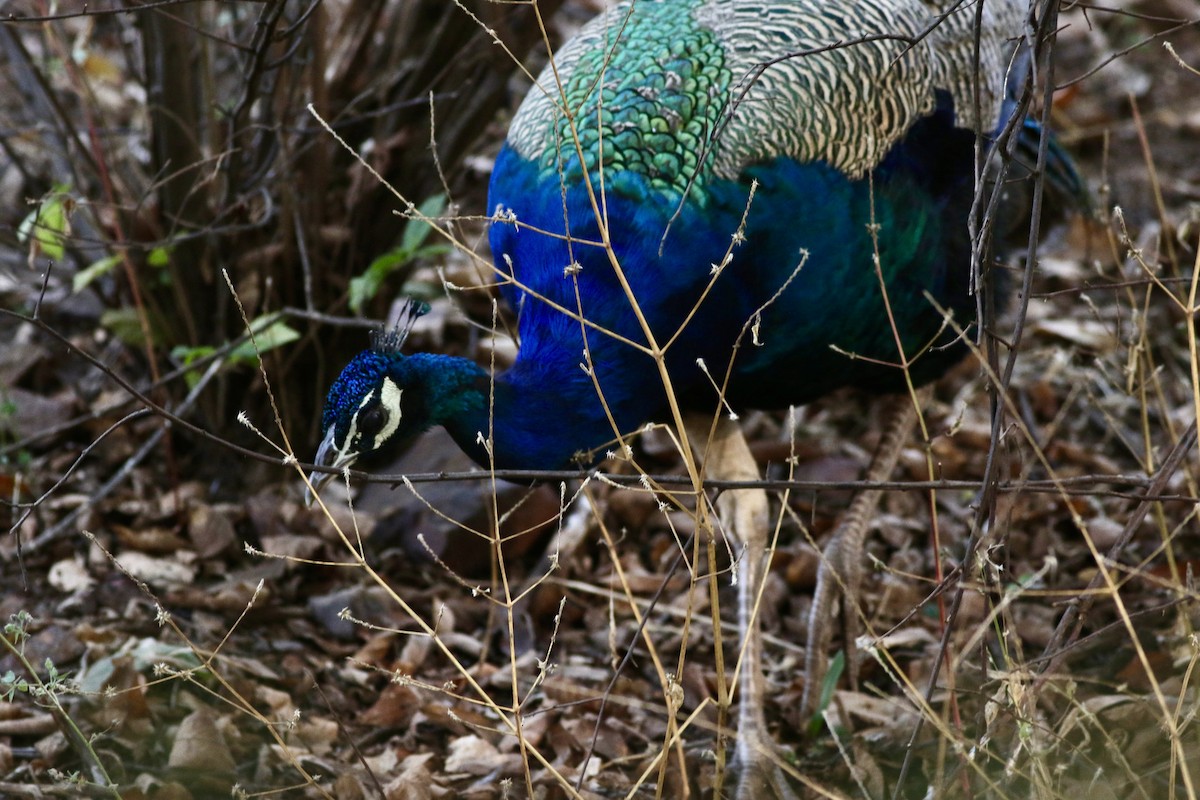 Индийский павлин - ML646386712