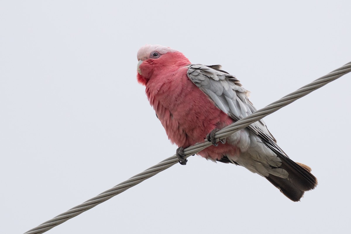 Galah - ML646386713