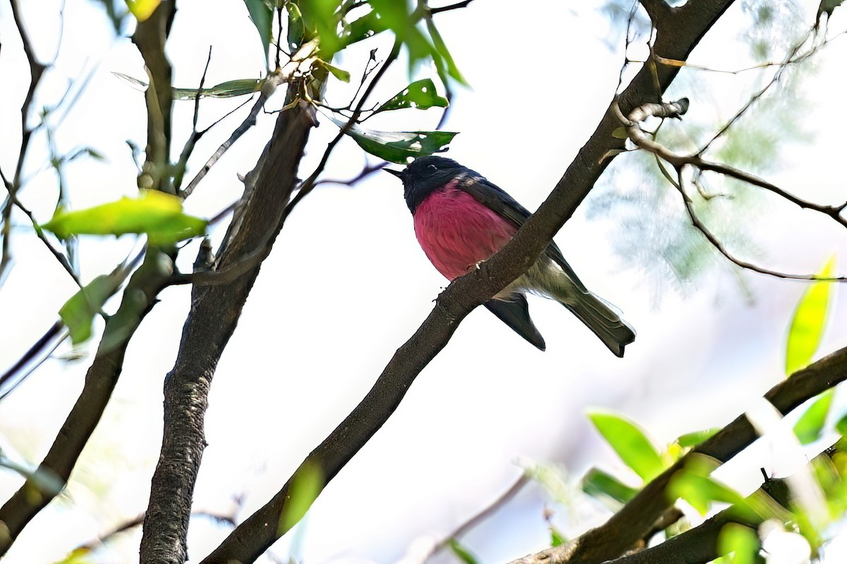 Pink Robin - ML646386715