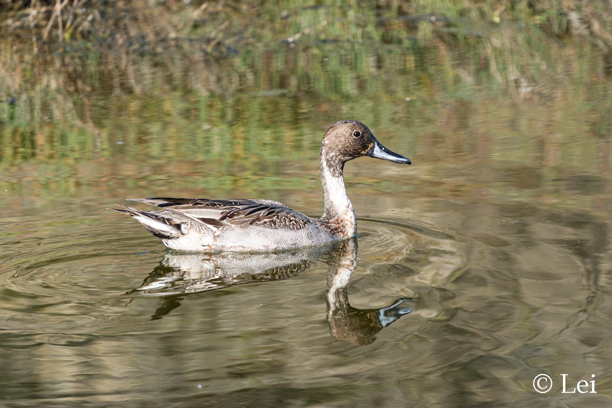 Ánade Rabudo - ML646386716