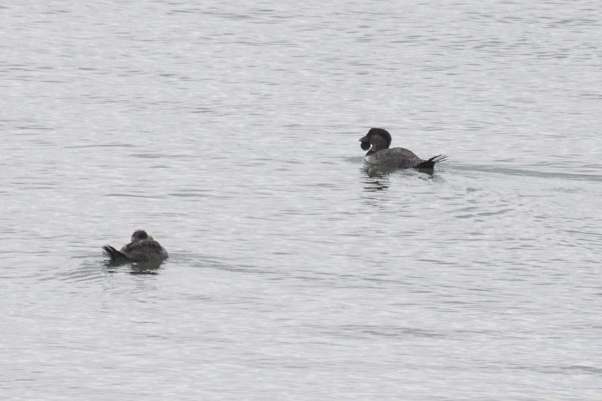 Musk Duck - ML646386717