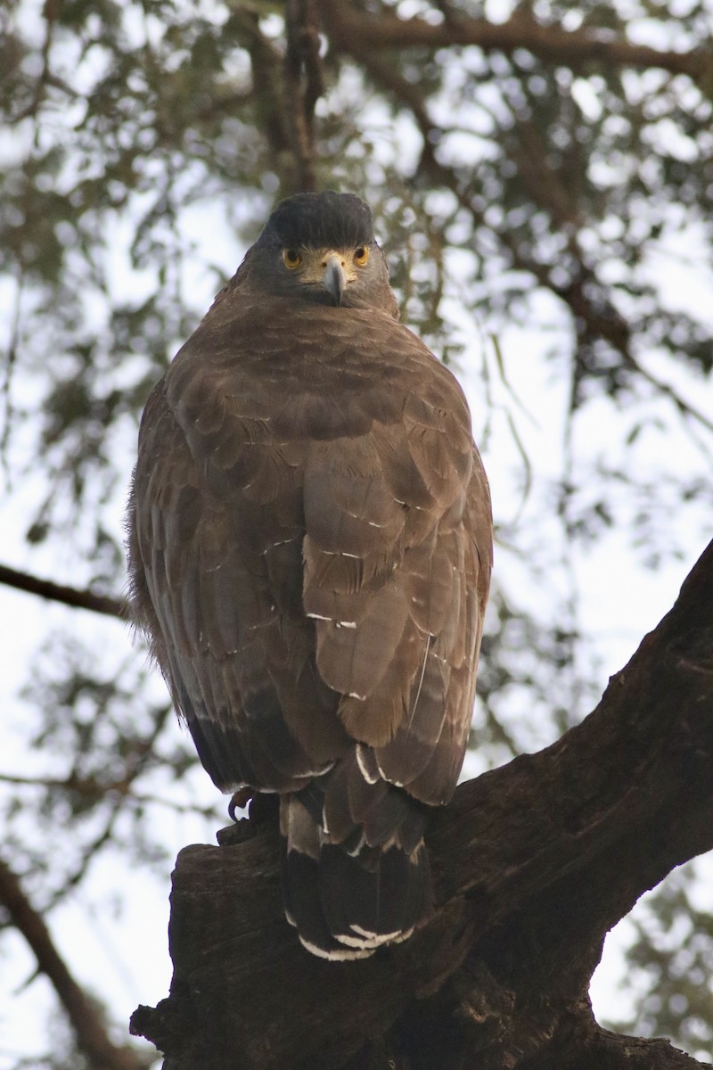 Хохлатый змееяд - ML646386718