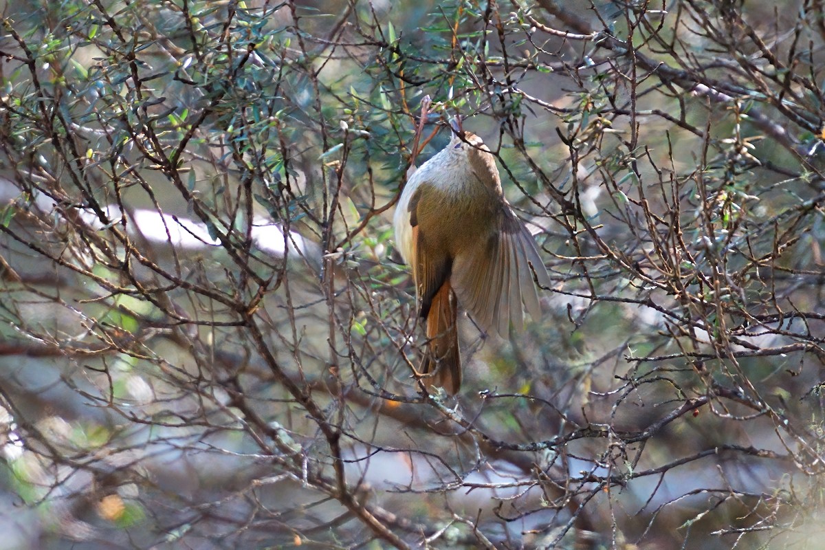 Tasmanian Thornbill - ML646386719