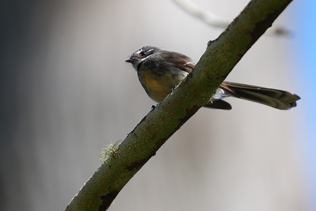 Gray Fantail - ML646386723