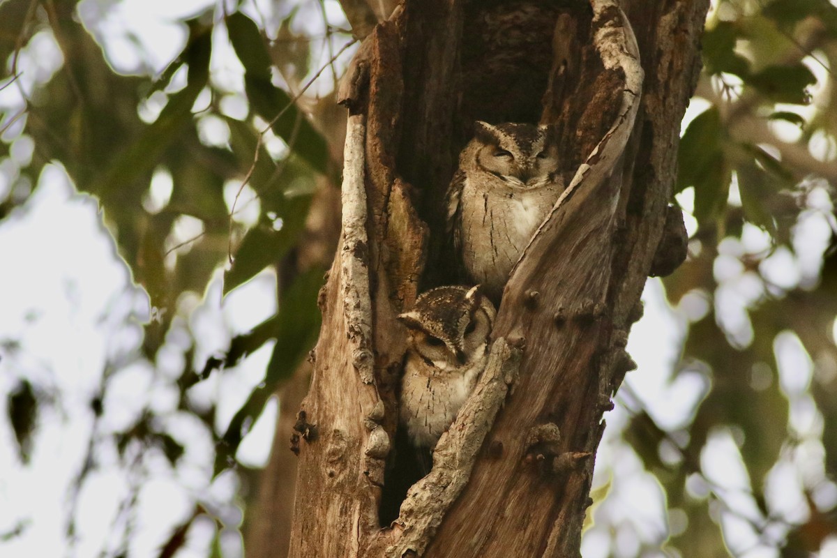 Индийская совка - ML646386724