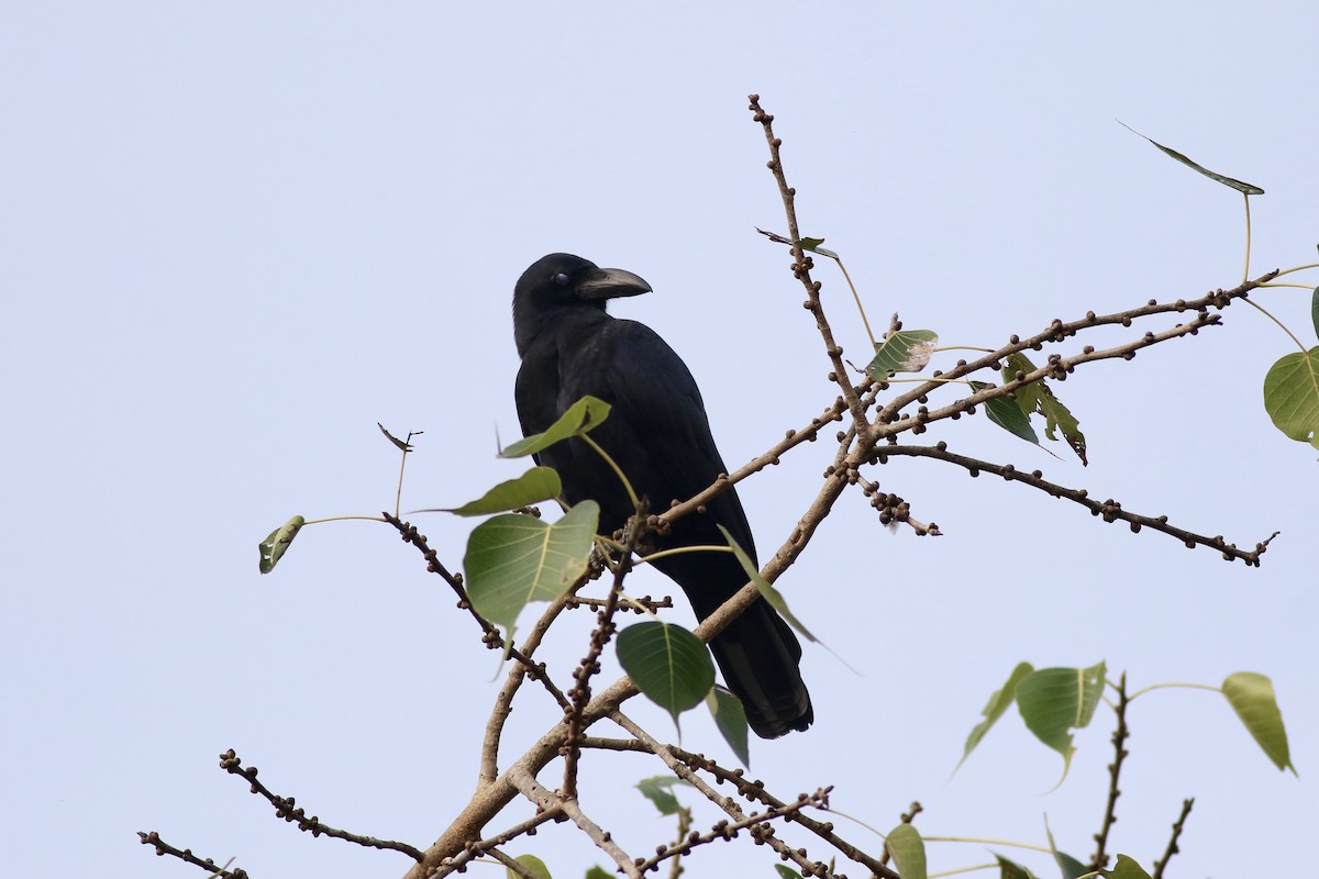 Большеклювая ворона - ML646386726