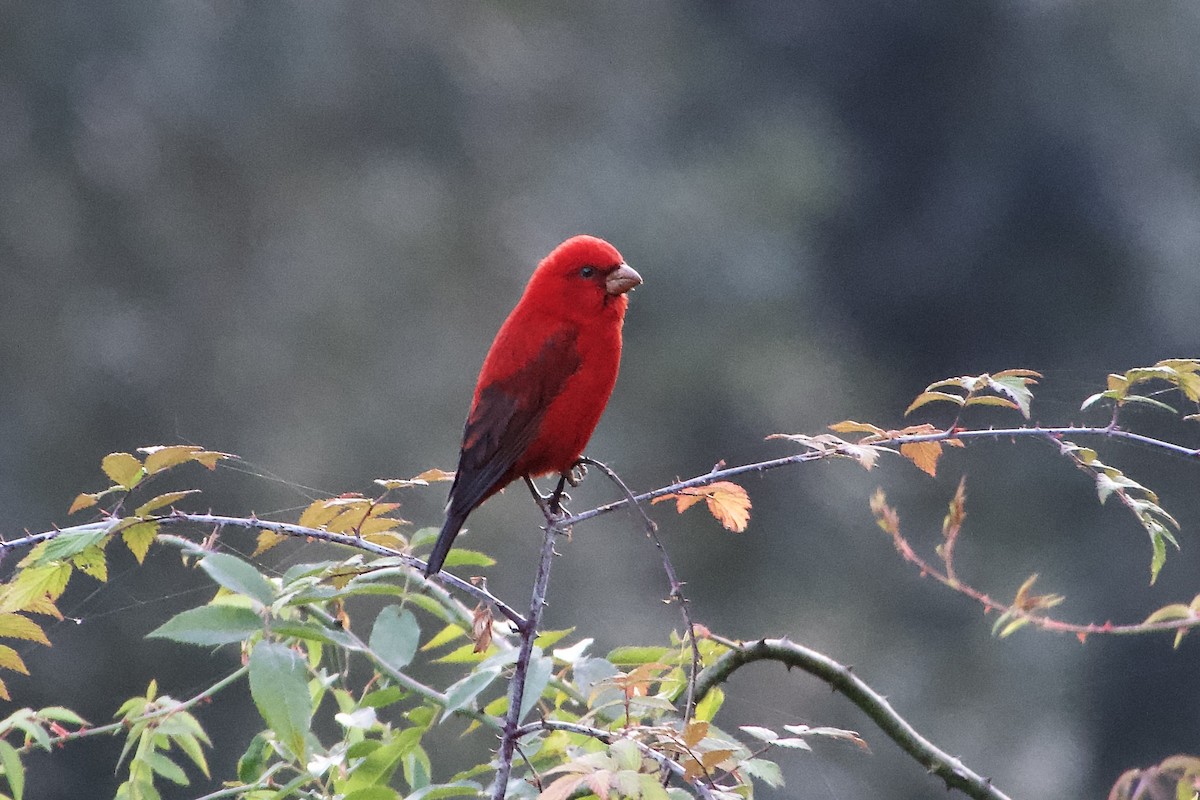 hýl šarlatový - ML646386727