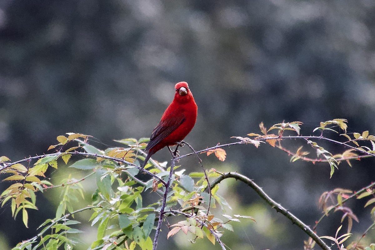 hýl šarlatový - ML646386728